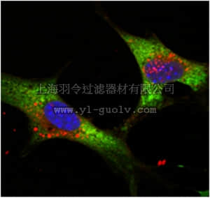 merck millipore,默克密理博,MABD163,Anti-LIN28 Antibody, clone 6D1F9