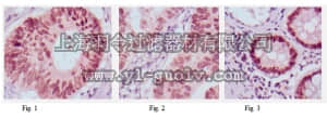 merck millipore,默克密理博,MABD164,Anti-FOXA2 Antibody, clone 7H4B7