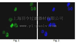 merck millipore,默克密理博,MABD167,Anti-GATA1 Antibody, clone 4F5