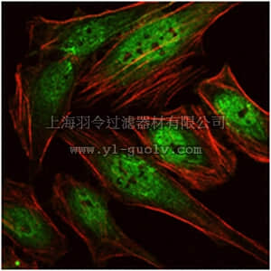 merck millipore,默克密理博,MABD169,Anti-RUNX1 Antibody, clone 5A1