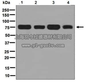 merck millipore,默克密理博,MABD176,Anti-Frizzled-6, clone EPR7279, Rabbit Monoclonal Antibody