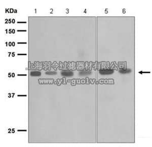 merck millipore,默克密理博,MABD187,Anti-Smad7, clone EPR622, Rabbit Monoclonal Antibody