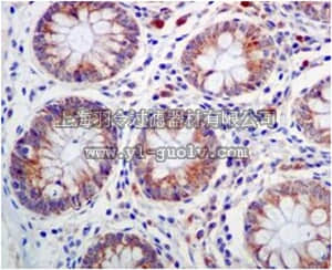 merck millipore,默克密理博,MABD188,Anti-BMP4, clone EPR6211, Rabbit Monoclonal Antibody