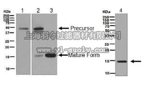 merck millipore,默克密理博,MABD189,Anti-BMP-7, clone EPR5897, Rabbit Monoclonal Antibody