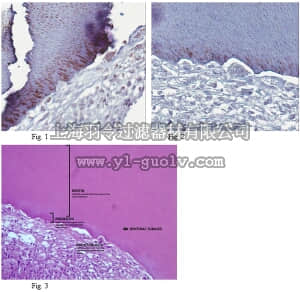 merck millipore,默克密理博,MABD19,Anti-DMP-1 (CT) Antibody, clone 8G10.3