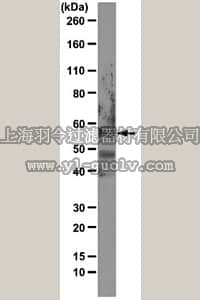 merck millipore,默克密理博,MABD20,Anti-PAX7 Antibody, clone 2F12H4