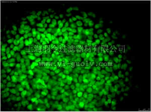 merck millipore,默克密理博,MABD24A4,Anti-NANOG Antibody, clone 7F7.1, Alexa Fluor 488 conjugate