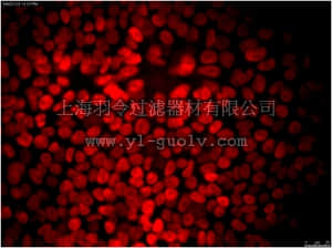merck millipore,默克密理博,MABD24C3,Anti-NANOG Antibody, clone 7F7.1, Cy3 conjugate