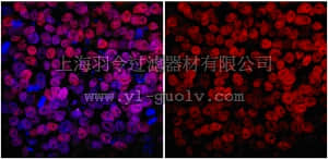 merck millipore,默克密理博,MABD24,Anti-NANOG Antibody, clone 7F7.1