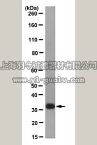 merck millipore,默克密理博,MABD32,Anti-ST2A1 Antibody, clone 4A10.2