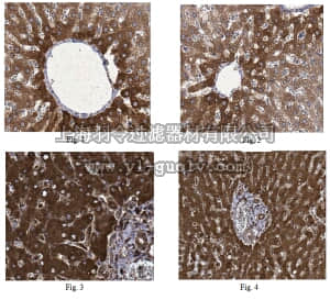 merck millipore,默克密理博,MABD42,Anti-Cyp7a1 Antibody, clone 15B9.1