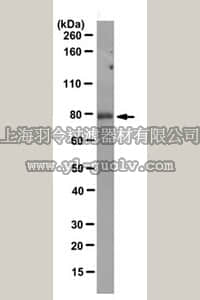merck millipore,默克密理博,MABD46,Anti-VASA (DDX4) Antibody