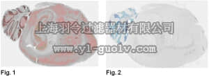 merck millipore,默克密理博,MABD51,Anti-Brn-2 (POU3F2) Antibody, clone 8C4.2