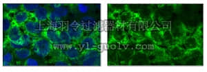 merck millipore,默克密理博,MABD53,Anti-Lin28 Antibody, clone 13D4.1