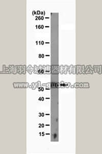 merck millipore,默克密理博,MABD65,Anti-Pax3 Antibody, clone 1A7.1