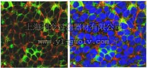 merck millipore,默克密理博,MABD72,Anti-Novel hES cell marker EF12 Antibody, clone EF12-E6