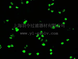 merck millipore,默克密理博,MABD76,Anti-Oct-4 Antibody, clone 9B7