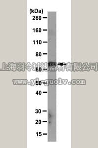 merck millipore,默克密理博,MABD78,Anti-AFP Antibody, clone 1E4