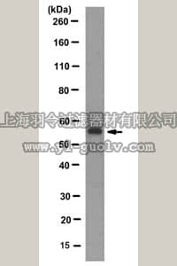 merck millipore,默克密理博,MABD83,Anti-SOX10, clone 12H6.1 Antibody