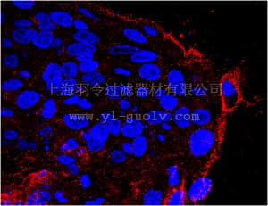 merck millipore,默克密理博,MABD88,Anti-SSEA-5 Antibody, clone 8e11