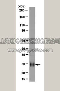 merck millipore,默克密理博,MABD90,Anti-HLA-DRB1 Antibody, clone DJ9