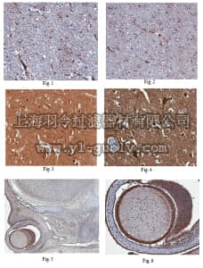 merck millipore,默克密理博,MABD92,Anti-Slitrk1 Antibody, clone 18G11.1