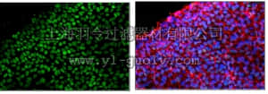 merck millipore,默克密理博,MABD94,Anti-SOX-15 Antibody, clone 1A2.1