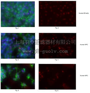 merck millipore,默克密理博,MABD97,Anti-Nucleostemin Antibody, clone 5C3.1