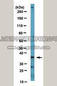 merck millipore,默克密理博,MABD99,Anti-Nkx2.2 Antibody, clone 1C11