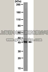 merck millipore,默克密理博,MABE102,Anti-FIH-1 Antibody, clone FIH 162c