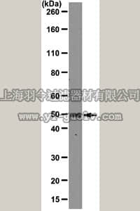 merck millipore,默克密理博,MABE110,Anti-FOXA2 Antibody, clone 3C10