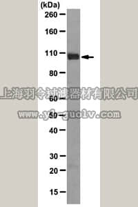 merck millipore,默克密理博,MABE114,Anti-LSD1 Antibody, clone 3D12