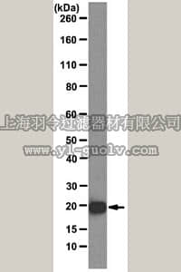 merck millipore,默克密理博,MABE116,Anti-SRp20 Antibody, clone 7B4