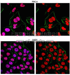 merck millipore,默克密理博,MABE120,Anti-hSNF2H Antibody, clone 8F9.1