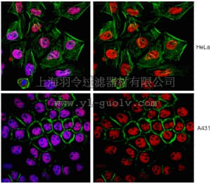 merck millipore,默克密理博,MABE121,Anti-SMARCA4 Antibody, clone 20C3.2