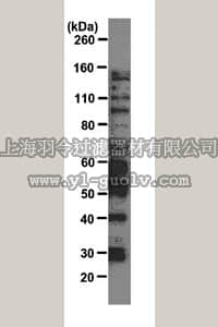 merck millipore,默克密理博,MABE126,Anti-SR protein family Antibody, clone 16H3