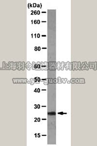 merck millipore,默克密理博,MABE127,Anti-HOXB7 Antibody, clone DML05