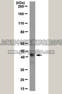 merck millipore,默克密理博,MABE132,Anti-MyoD Antibody, clone 5F11