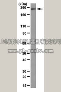 merck millipore,默克密理博,MABE133,Anti-CHD5 Antibody, clone 5A10