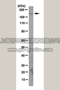 merck millipore,默克密理博,MABE137,Anti-CHD1 Antibody, clone 2F11H5