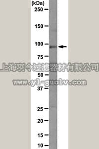 merck millipore,默克密理博,MABE139,Anti-human Ago4 Antibody, clone 1B7-G11