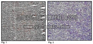 merck millipore,默克密理博,MABE13,Anti-phospho Histone H3 (Ser28) Antibody, clone E191, rabbit monoclonal