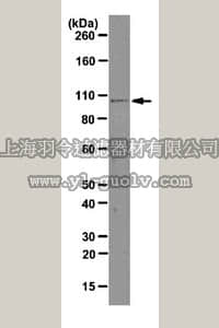 merck millipore,默克密理博,MABE143,Anti-Ago1 Antibody, clone 4G7-E12