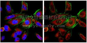 merck millipore,默克密理博,MABE144,Anti-Ago3 Antibody, clone 4B1-F6