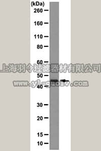 merck millipore,默克密理博,MABE145,Anti-Runx3 Antibody, clone R3-5G4