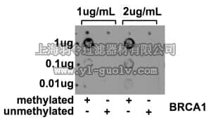 merck millipore,默克密理博,MABE146,Anti-5-methylcytosine Antibody, clone 33D3