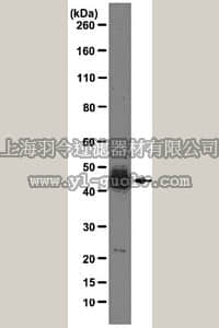 merck millipore,默克密理博,MABE152,Anti-SRp55 Antibody, clone 9-1-56