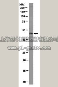 merck millipore,默克密理博,MABE155,Anti-HOXA13 Antibody, clone 11E12.1