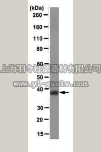 merck millipore,默克密理博,MABE157,Anti-HOXD4 Antibody, clone 8E11.1