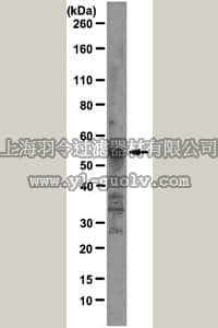 merck millipore,默克密理博,MABE159,Anti-Fox1 Antibody, clone D8F8